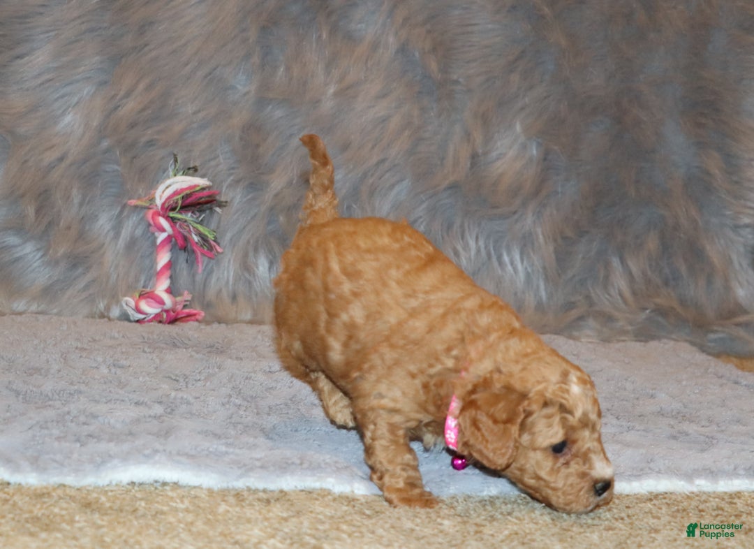 Mini Goldendoodle dogs for sale: Wanda - Ad 9
