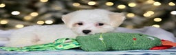 Teddy Bear dogs for sale: Dasher - Ad 22