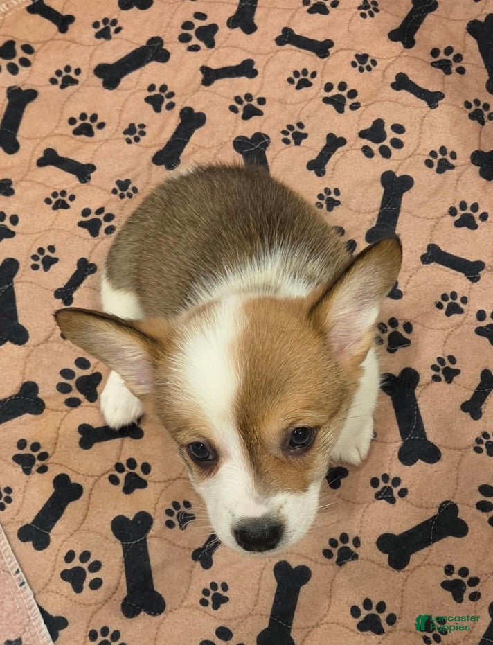Mixed Breed dogs Female 2 - Ad 6