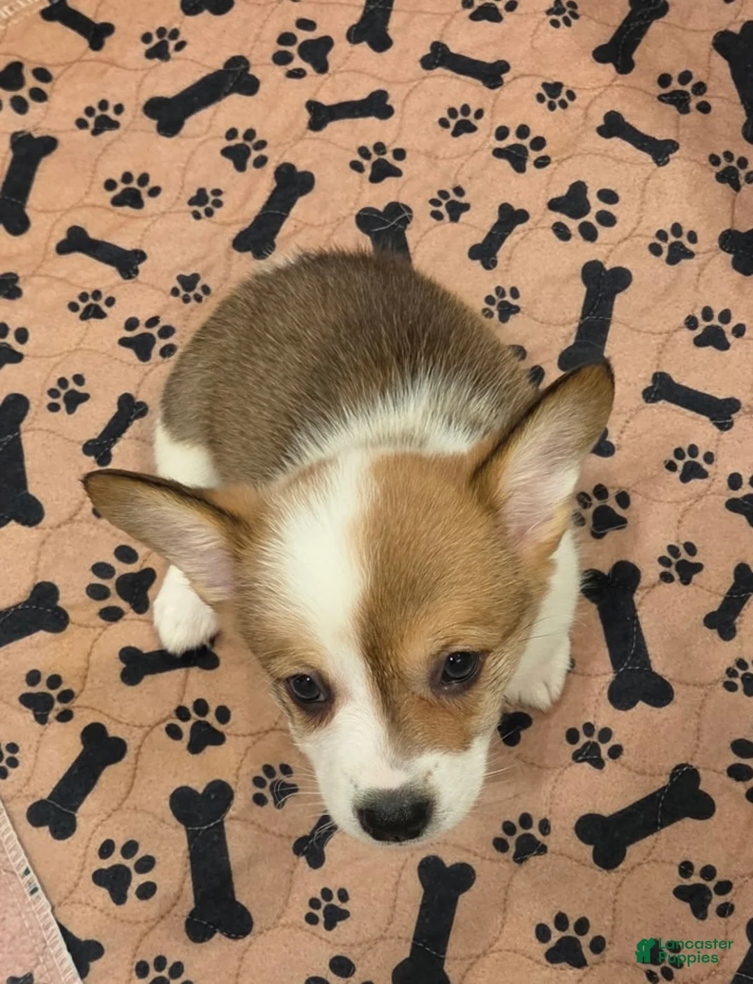 Mixed Breed dogs for sale: Female 2 - Ad 1