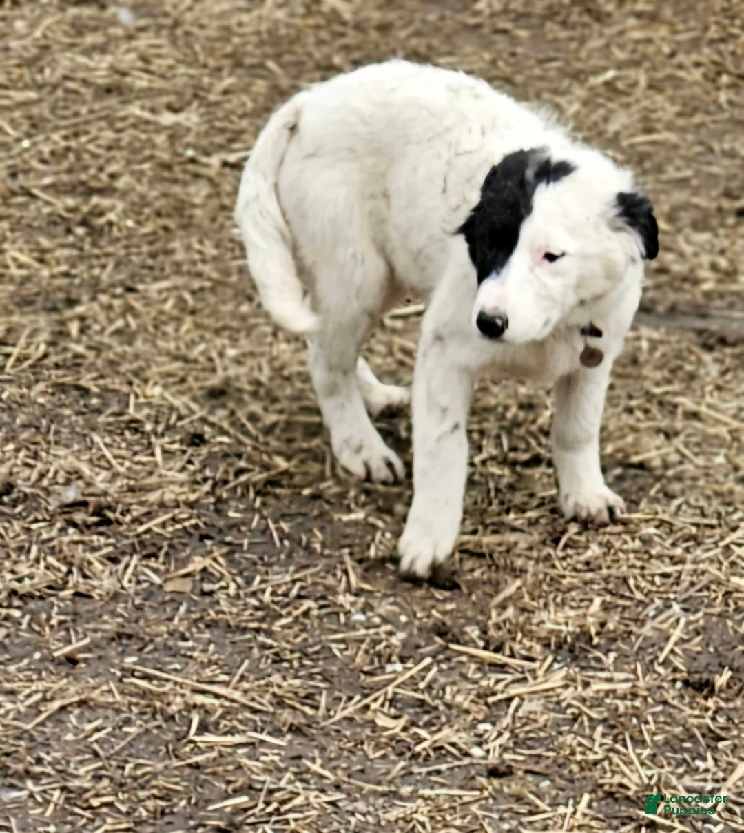Border Collie dogs for sale: Divvy - Ad 14