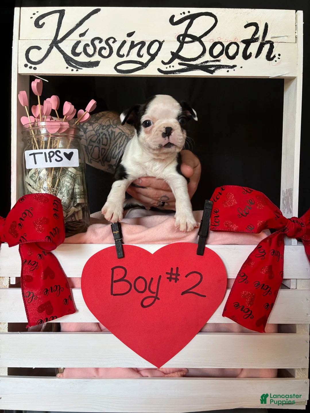 Boston Terrier dogs for sale: Boston Terrier Puppy 2 - Ad 2