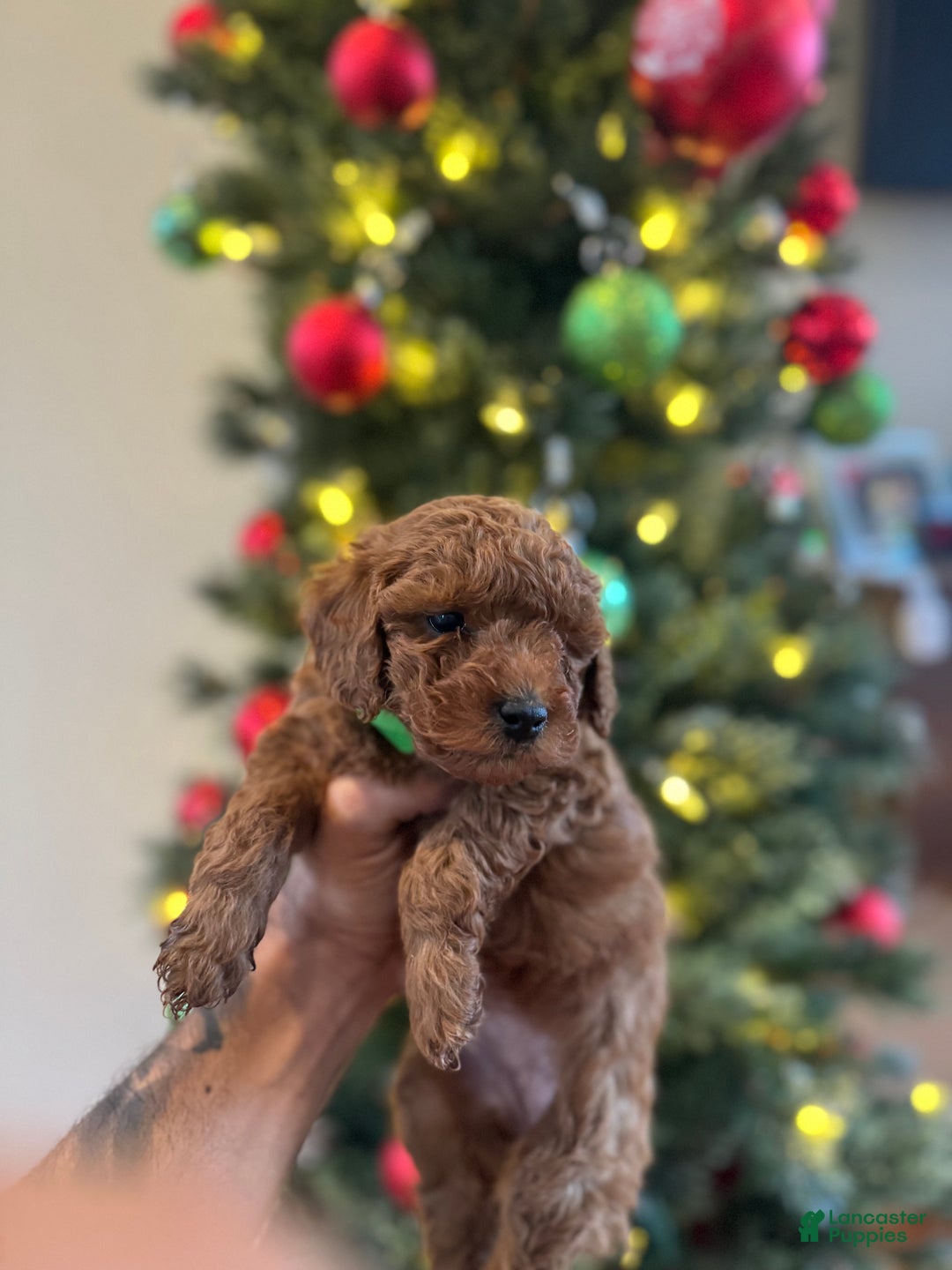 Mini Goldendoodle dogs for sale: Teal - Ad 1