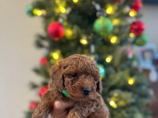 Mini Goldendoodle dogs Teal - Ad 37