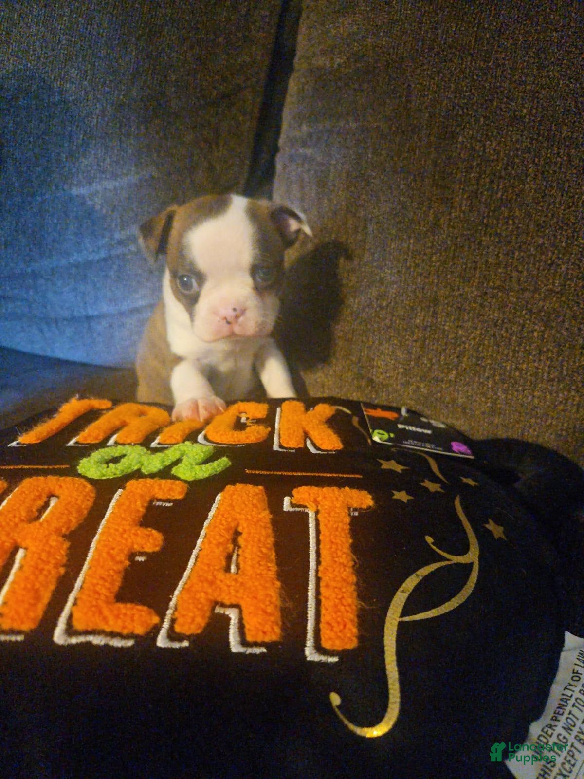 Boston Terrier dogs Theodore - Ad 1
