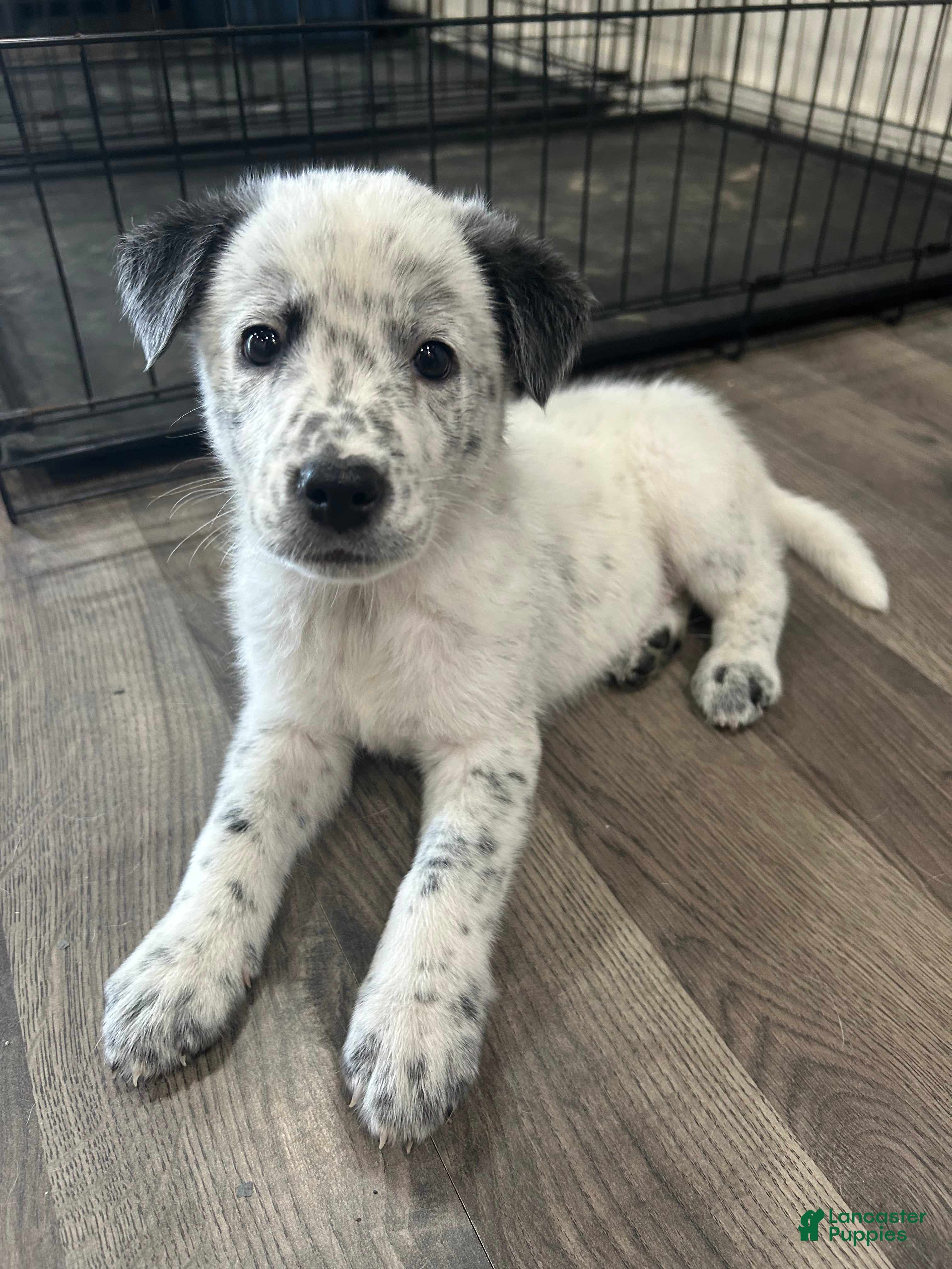 Mixed Breed dogs Opie - Ad 3