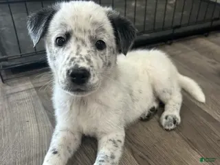 Mixed Breed dogs Opie - Ad 3