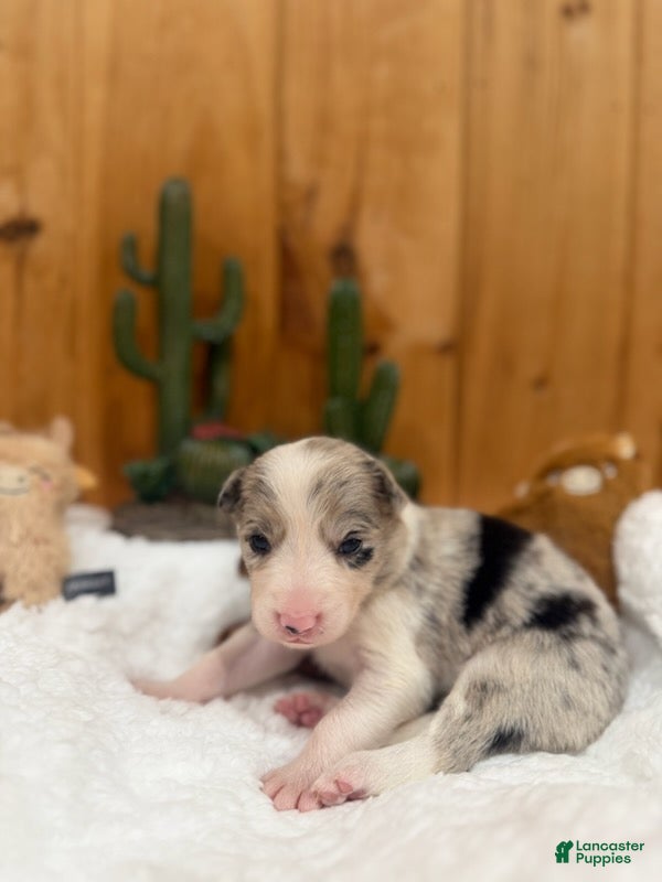 Border Collie dogs Girl 2 - Ad 42