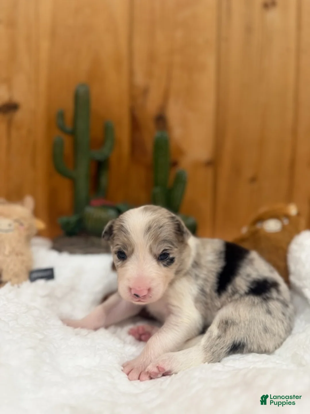 Border Collie dogs for sale: Girl 2 - Ad 1