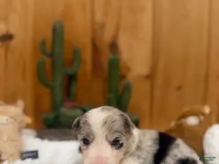 Border Collie dogs Girl 2 - Ad 42