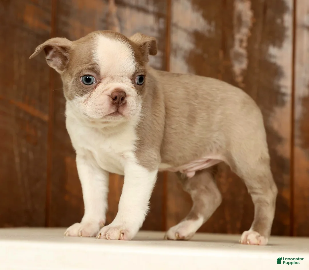 Boston Terrier dogs for sale: Rover - Ad 5