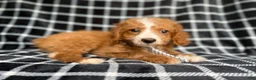 Cockapoo dogs for sale: Jett - Ad 7