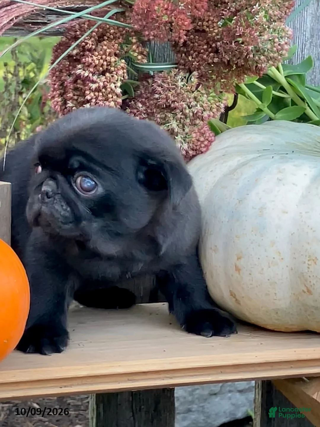 Pug dogs for sale: Chloe - Ad 2