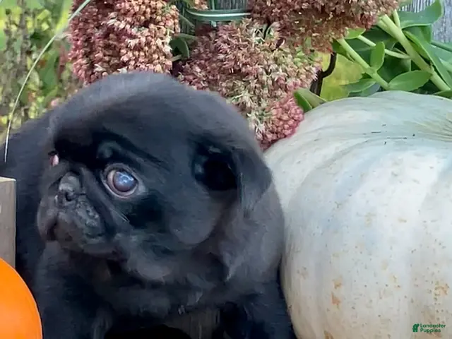 Pug dogs for sale: Chloe - Ad 2