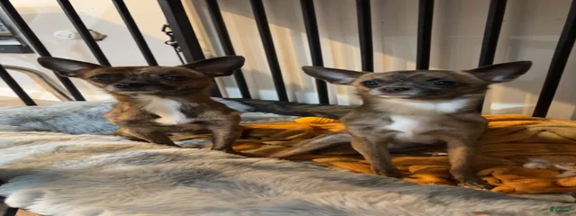 Reece & Rolo