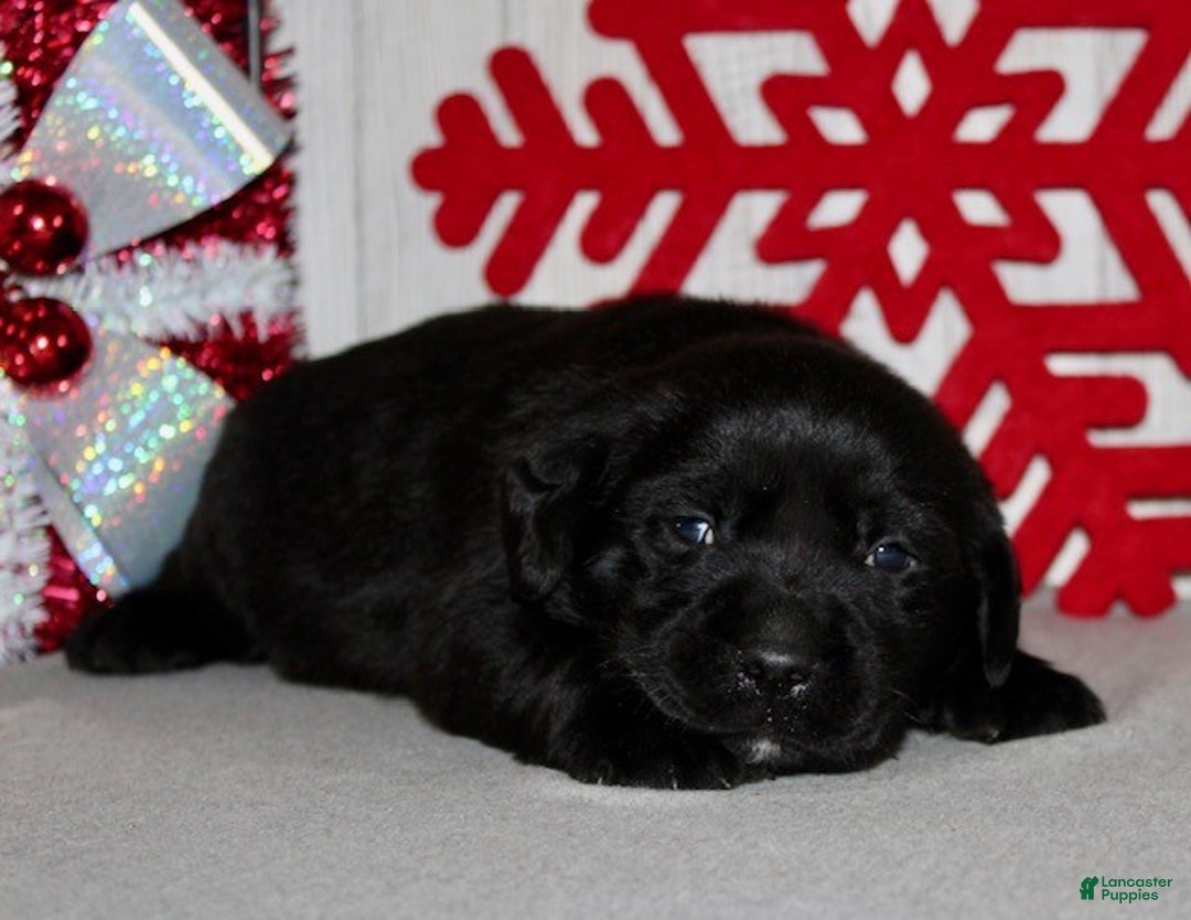 Labrador Retriever dogs for sale: Cookie - Ad 5