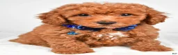 Miniature Poodle dogs for sale: Harley - Ad 7