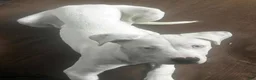 Dogo Argentino dogs for sale: Dogo Argentino 1 - Ad 2