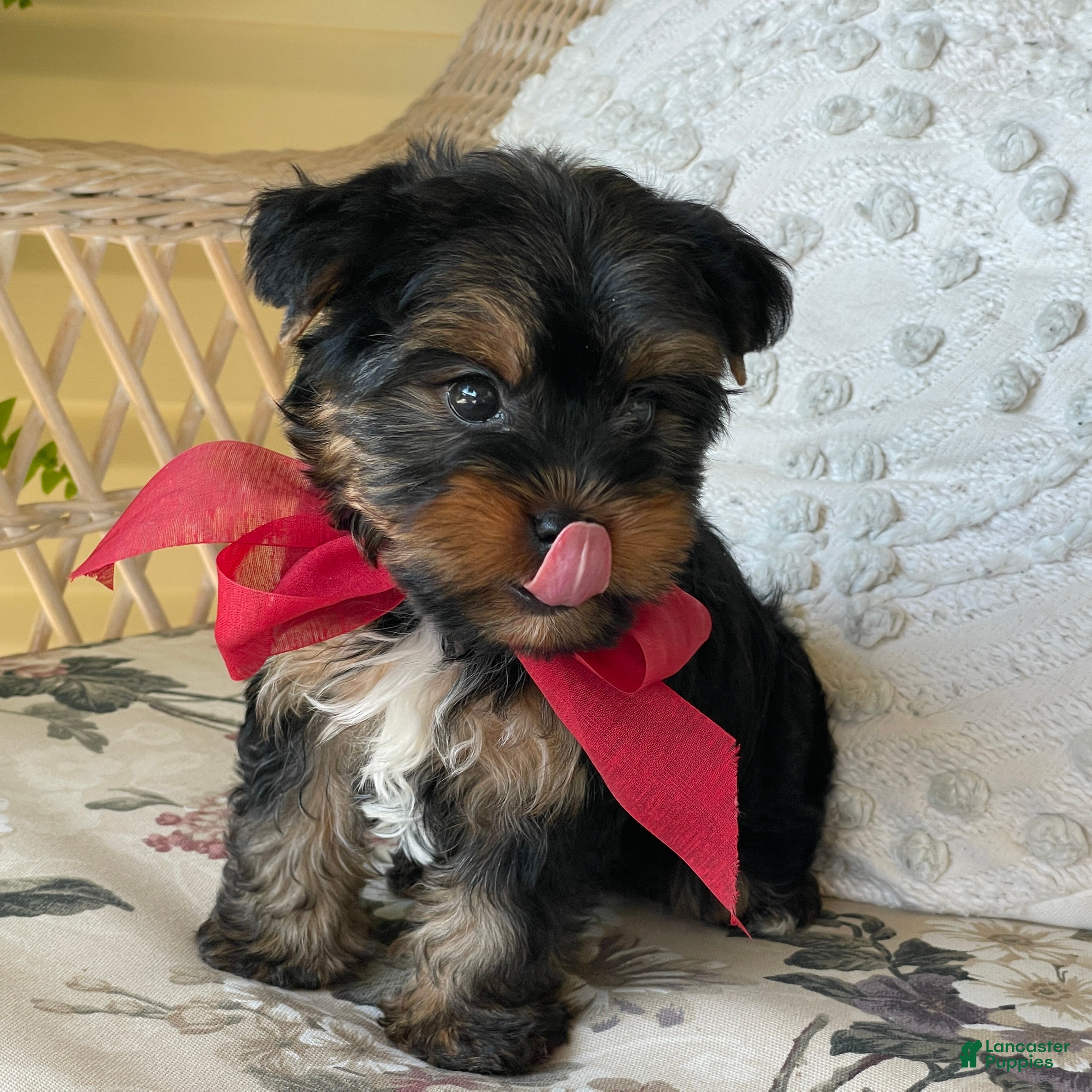 Yorkshire Terrier dogs  River - Ad 2
