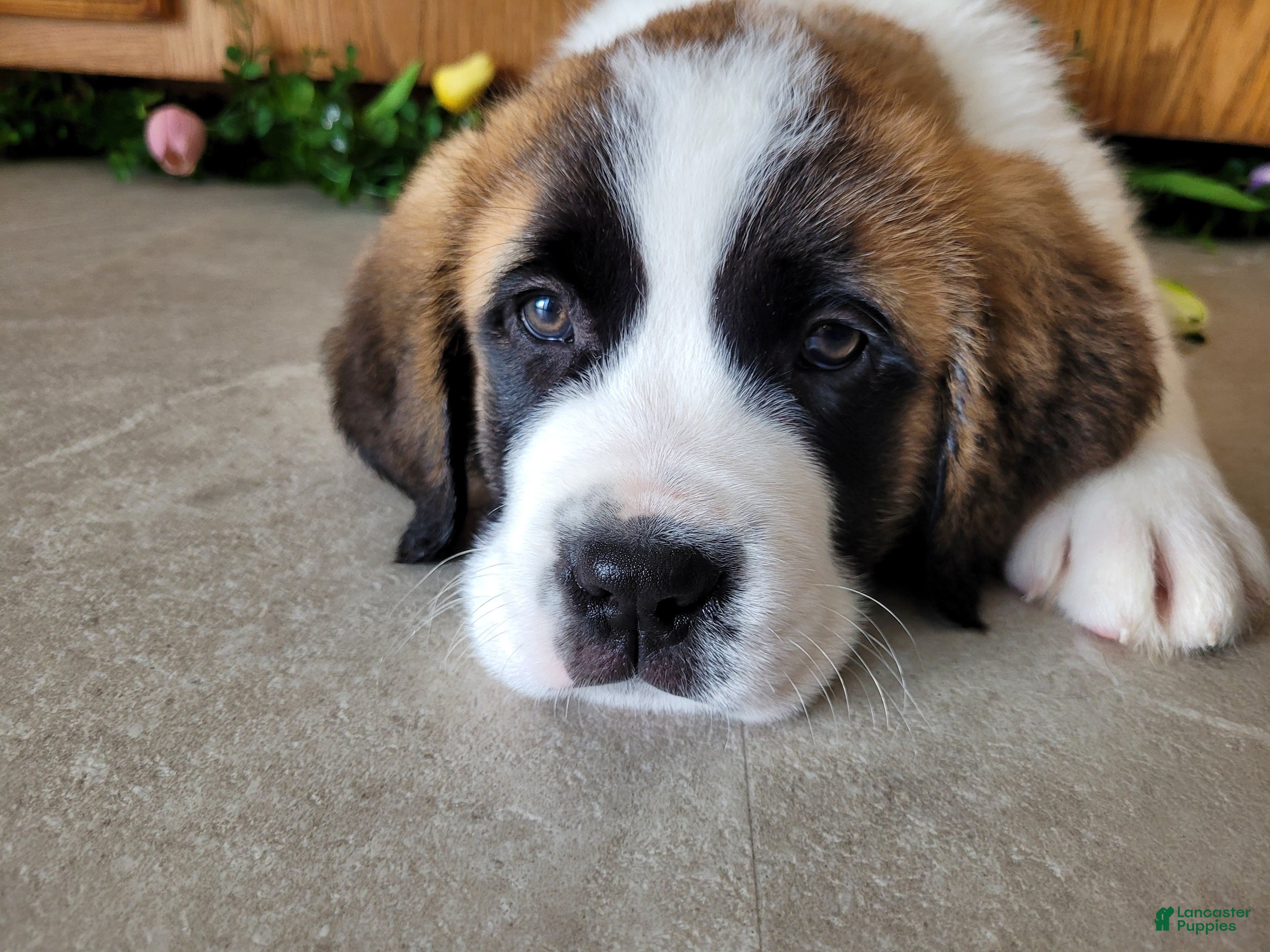 Saint Bernard dogs Max - Ad 2
