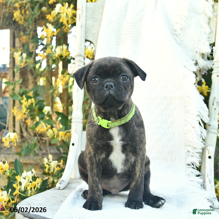 Mixed Breed dogs for sale: Spunky  - Ad 3