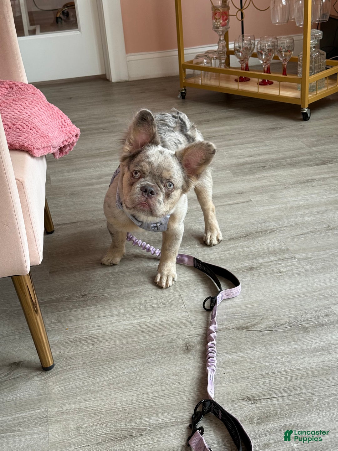 French Bulldog dogs for sale: Breeze - Ad 1