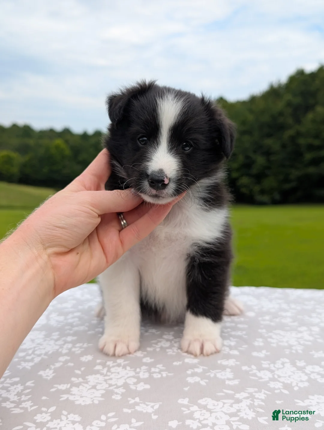 Shetland Sheepdog dogs for sale: Tucker - Ad 1