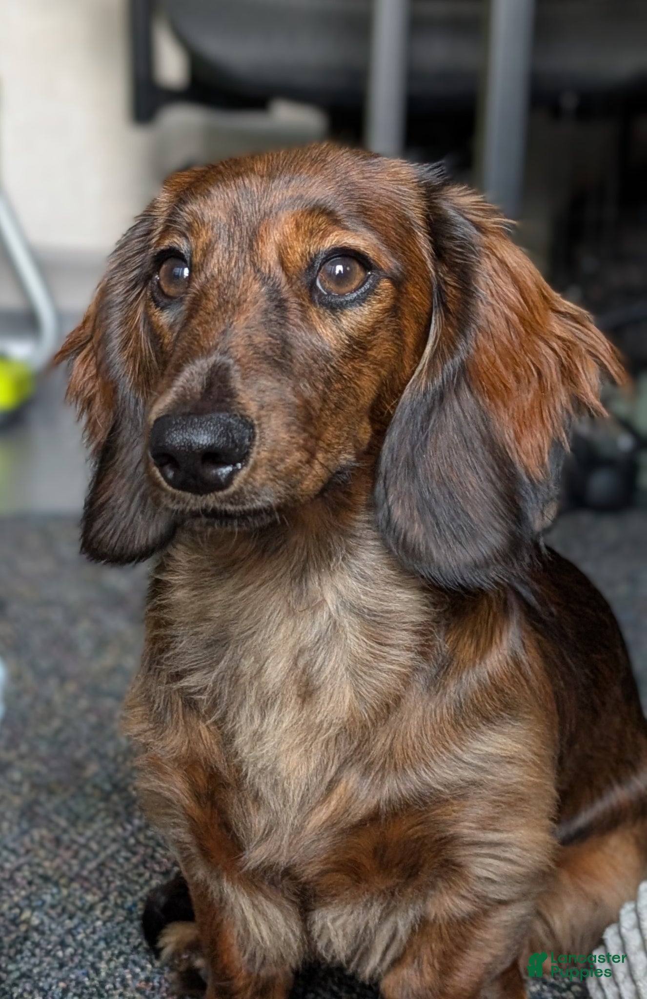 Miniature Dachshund dogs Spot - Ad 2