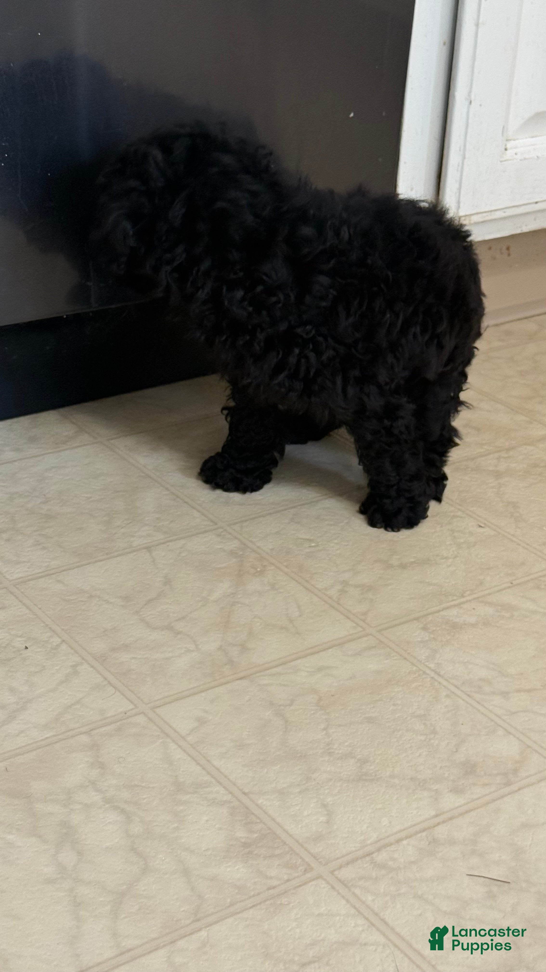 Cockapoo dogs Cockapoo Puppy 1 - Ad 2