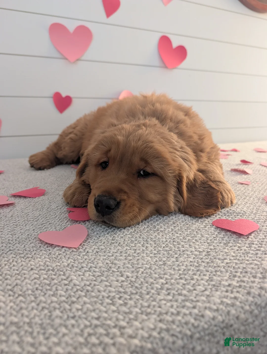 Golden Retriever dogs for sale: Duke  - Ad 20