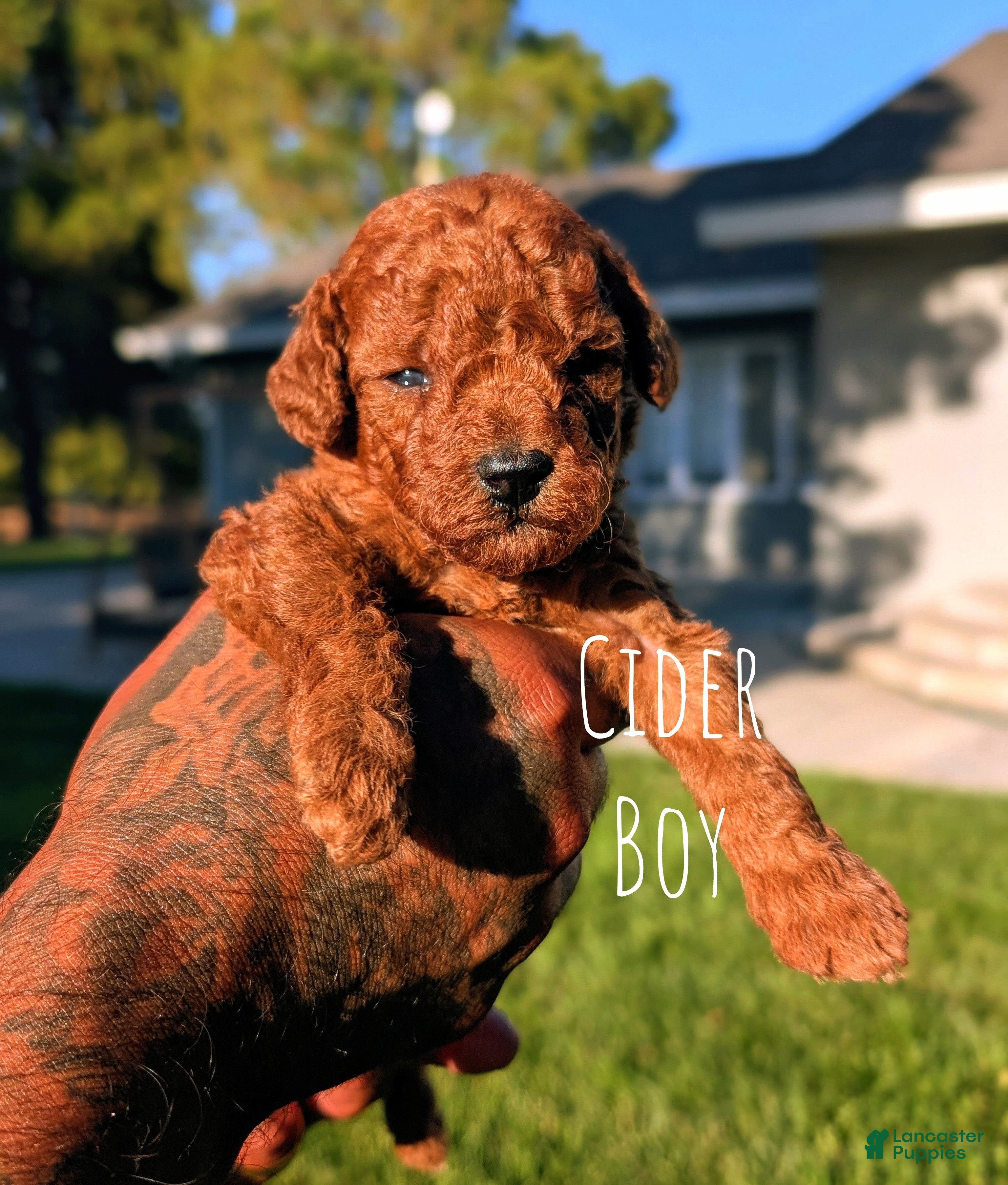 Mini Goldendoodle dogs CIDER - Ad 1