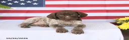 German Shorthaired Pointer dogs for sale: Thorton - Ad 3