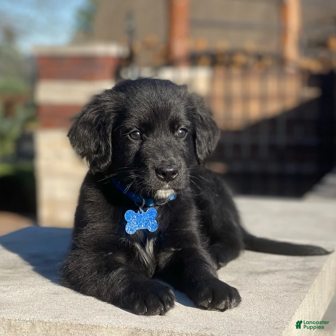 Gallery Image {{count}}