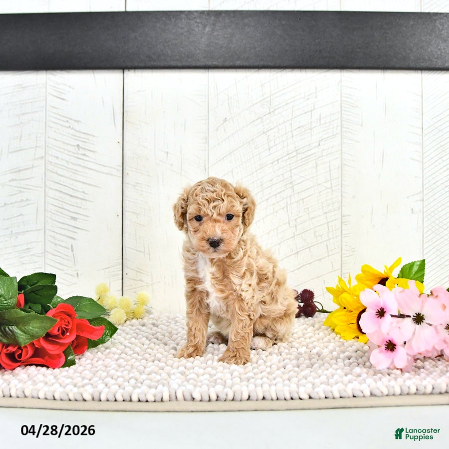 Miniature Poodle dogs Robest - Ad 1