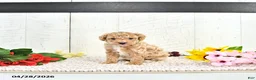Miniature Poodle dogs for sale: Robest - Ad 1