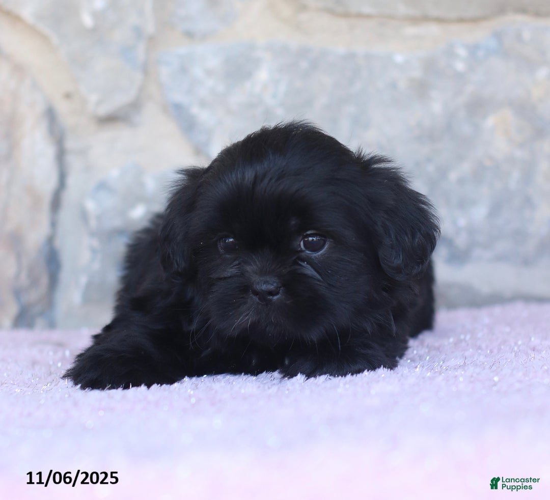 Shih Tzu dogs for sale: Kim  - Ad 8