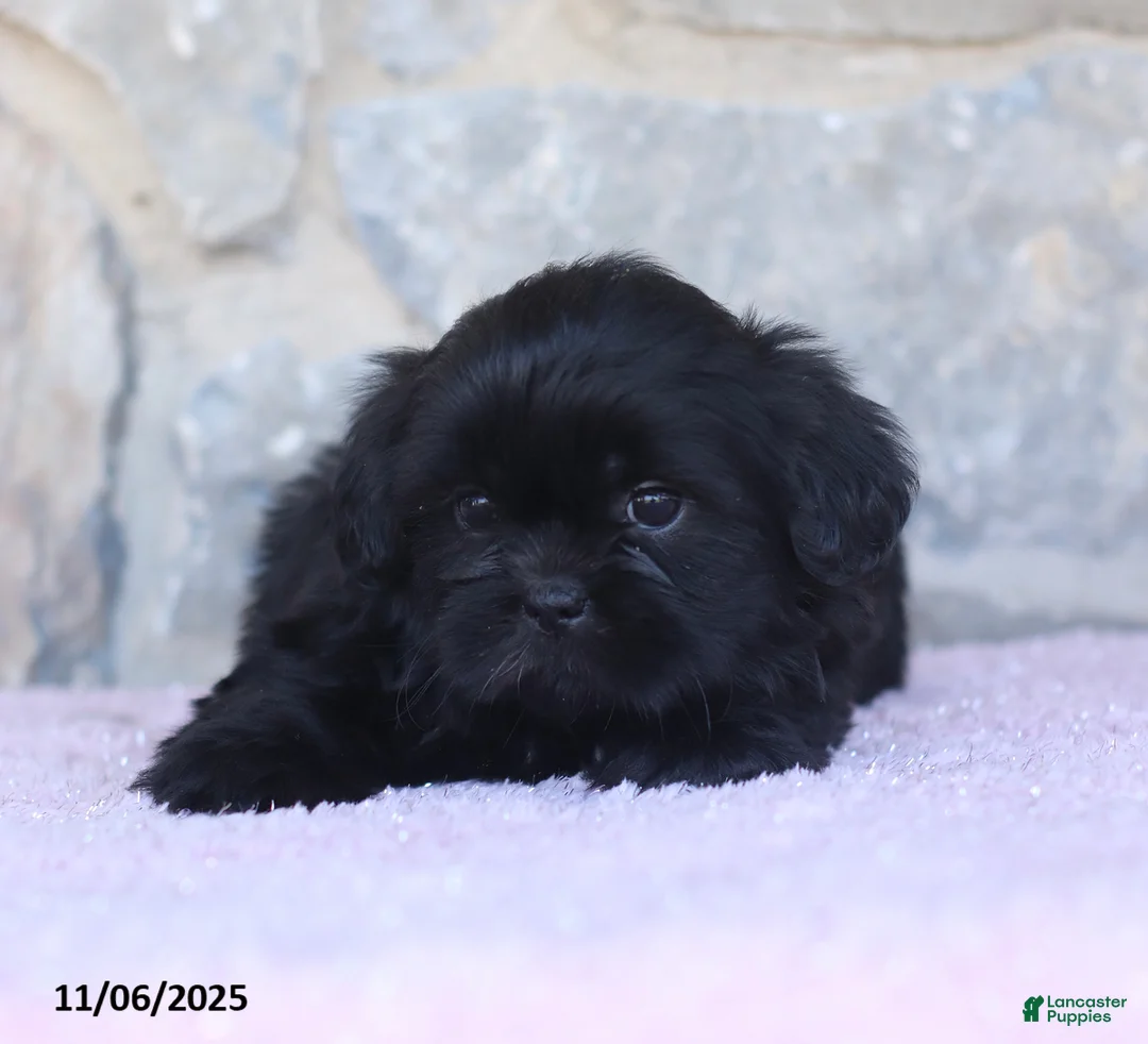 Shih Tzu dogs for sale: Kim  - Ad 8