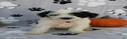 Yorkiepoo dogs for sale: Sky - Ad 5