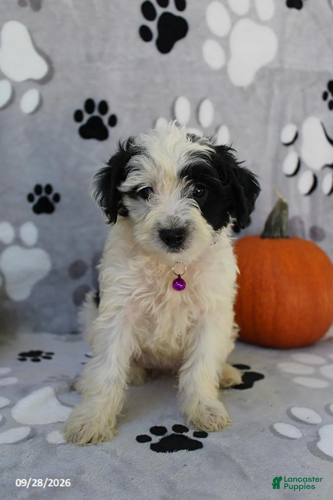Yorkiepoo dogs for sale: Sky - Ad 5