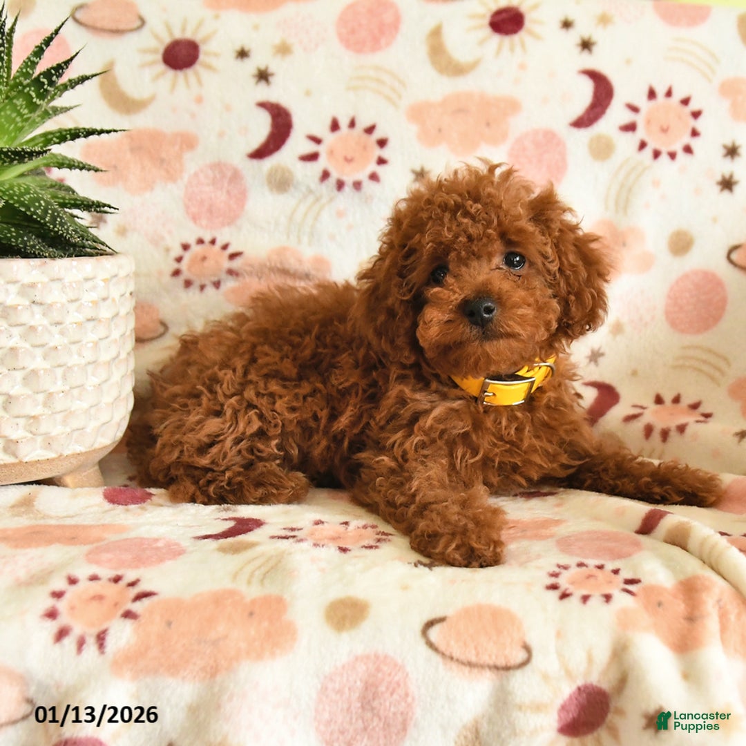 Miniature Poodle dogs for sale: Merry - Ad 3