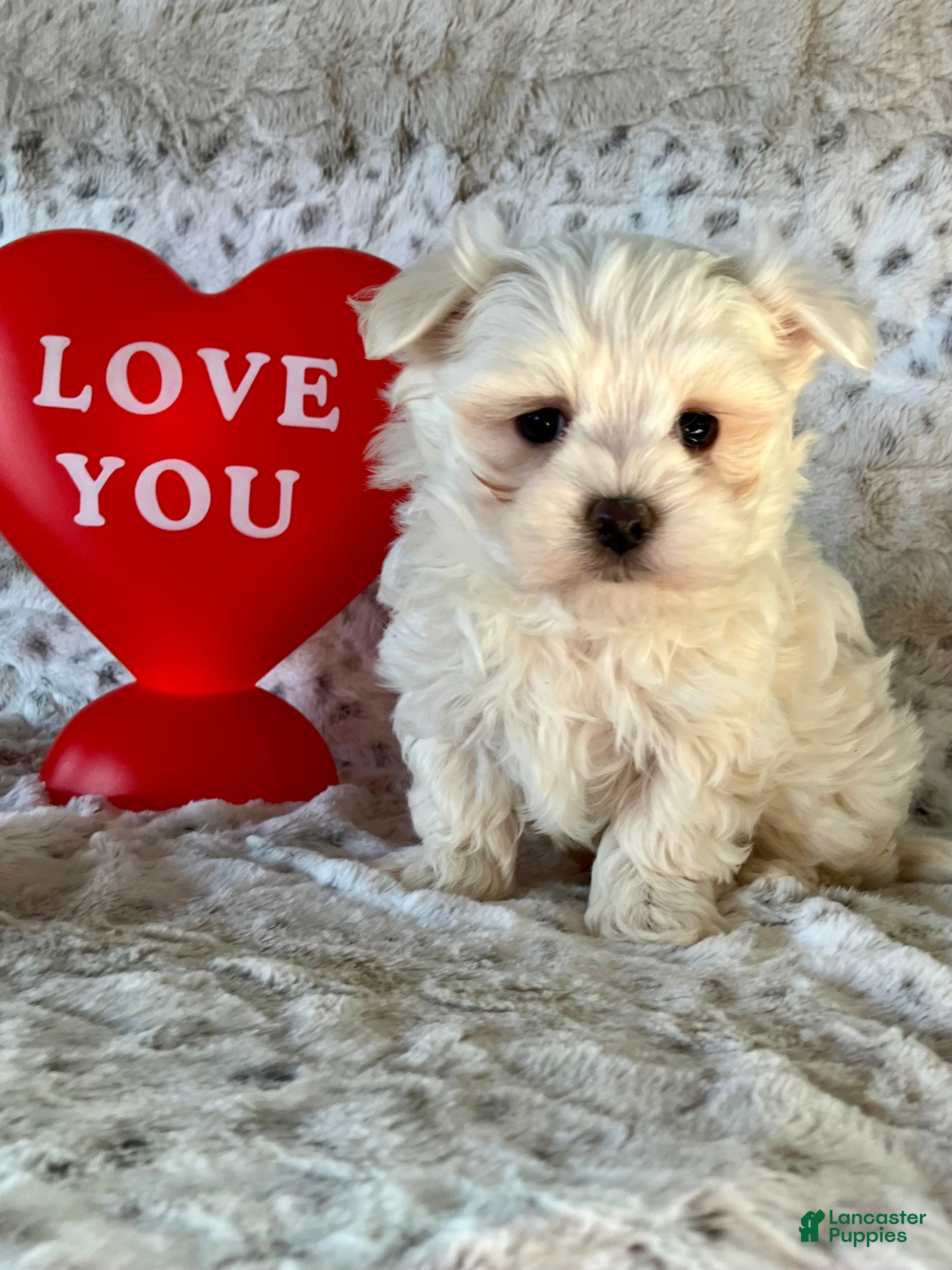 Maltese dogs Milo - Ad 2