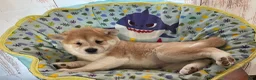 Shiba Inu dogs for sale: Twilight - Ad 3