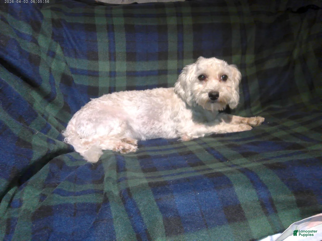 Maltipoo dogs for sale: Lad--- Maltipoo male, in home raised, non-shedding  - Ad 2