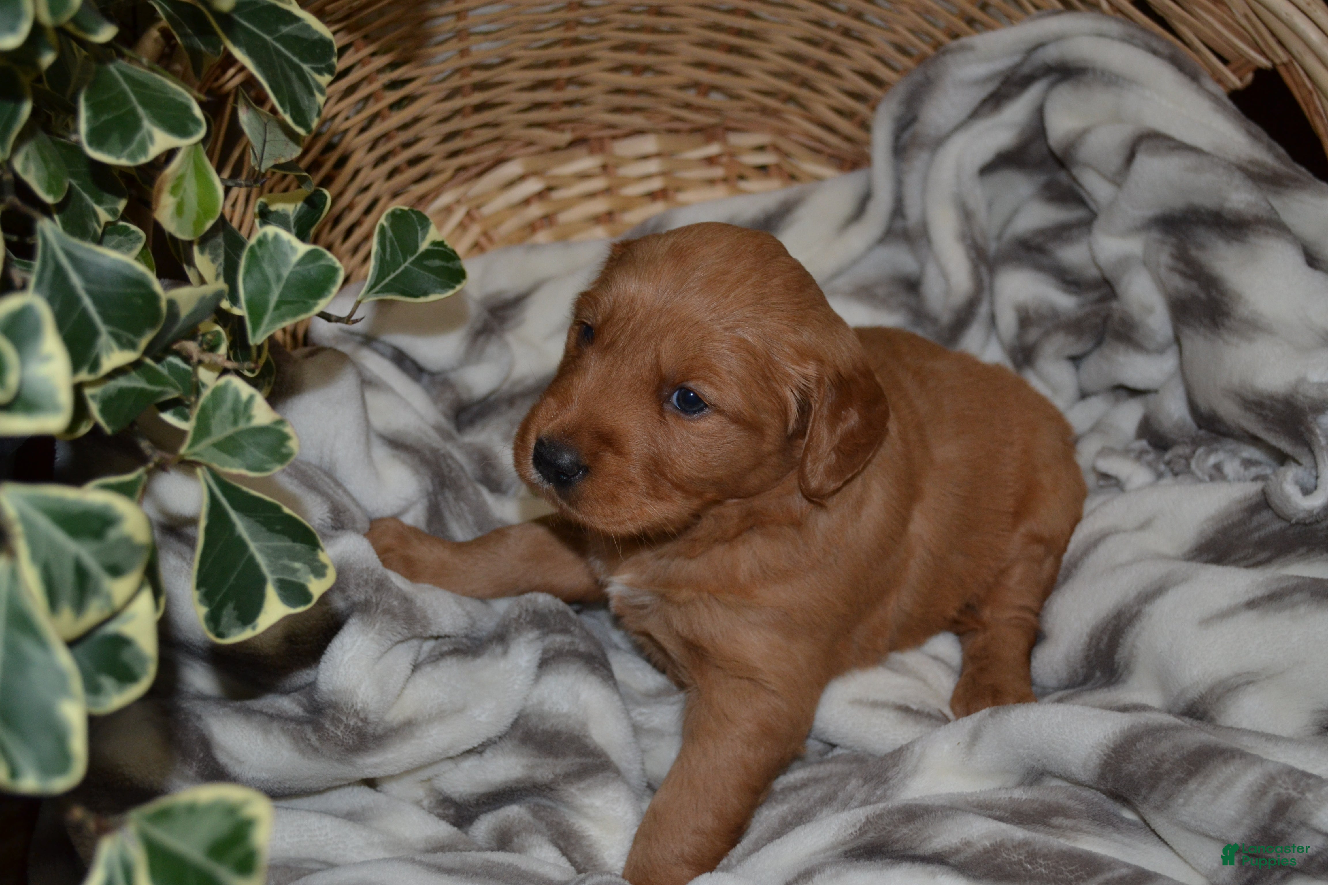 Golden Retriever dogs Ruby - Ad 11