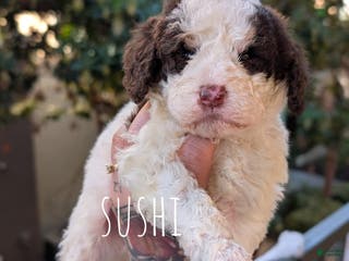 Mixed Breed dogs SUSHI - Ad 4