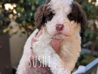 Mixed Breed dogs SUSHI - Ad 5