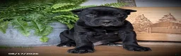 Cane Corso dogs for sale: Sergio - Ad 1