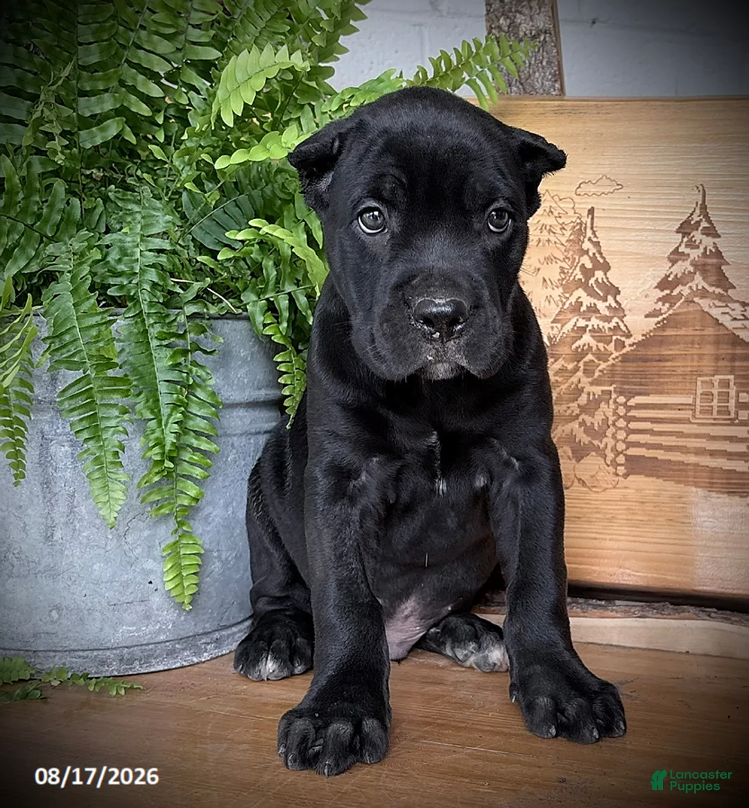 Cane Corso dogs for sale: Sergio - Ad 1