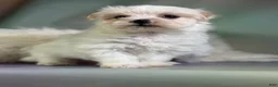Morkie dogs for sale: Tootsie  - Ad 3