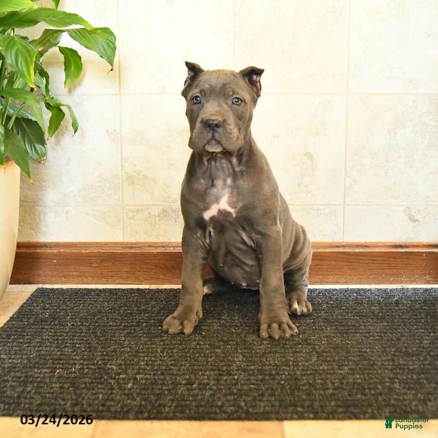 Cane Corso dogs Yancy - Ad 1